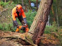 How Our Tree Care Process Works  in  Delavan, IL